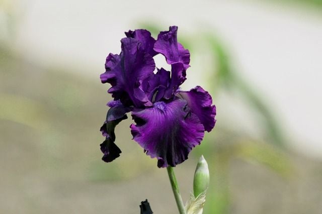 Iris