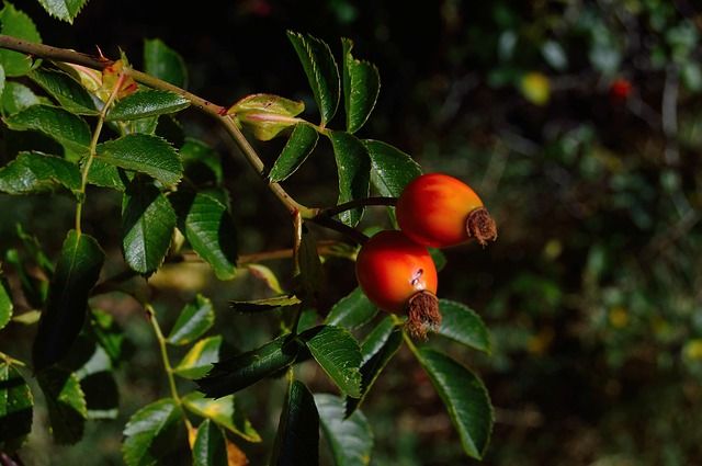 Goji Berry