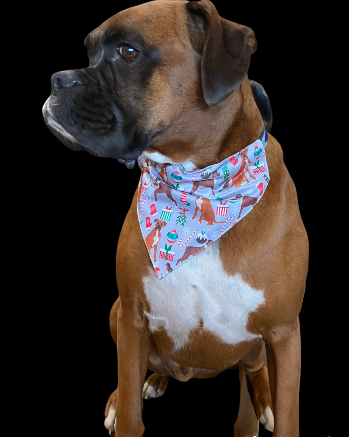 Boxer dog scarf clearance