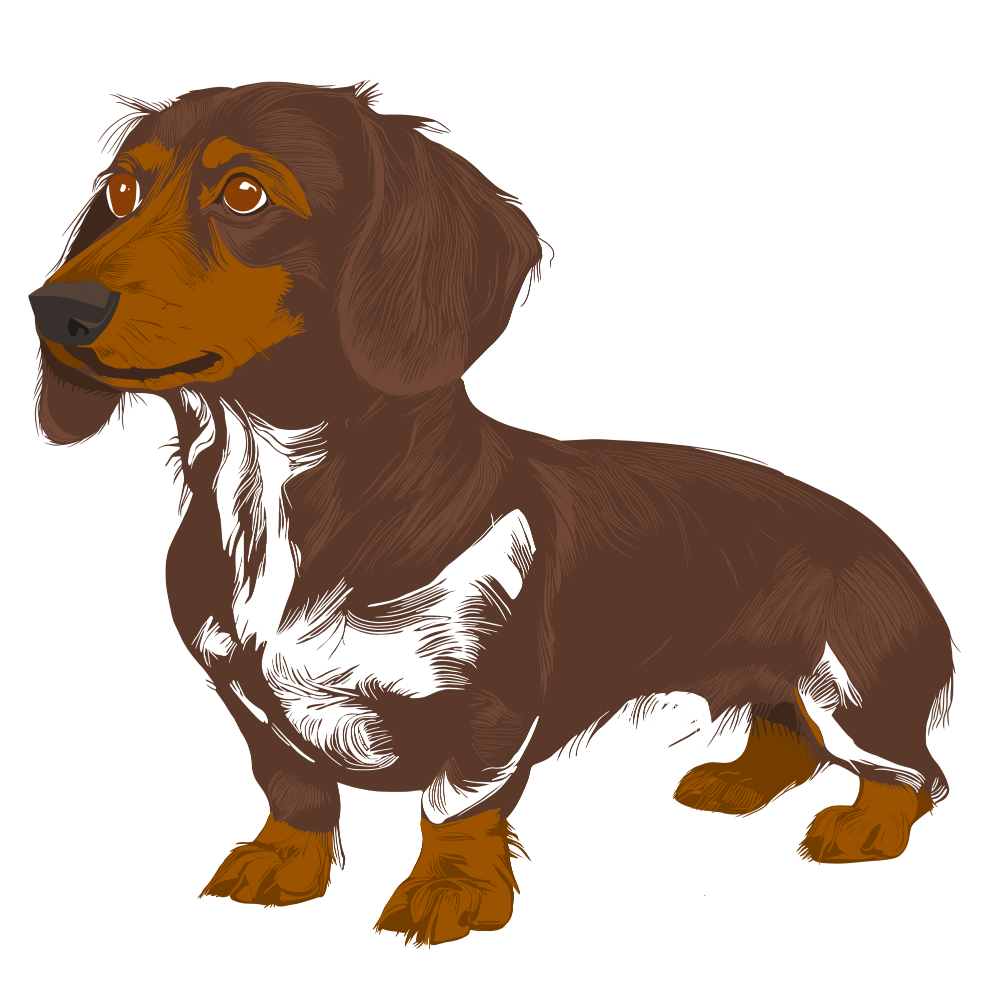 SAUSAGE DOG DESIGNS