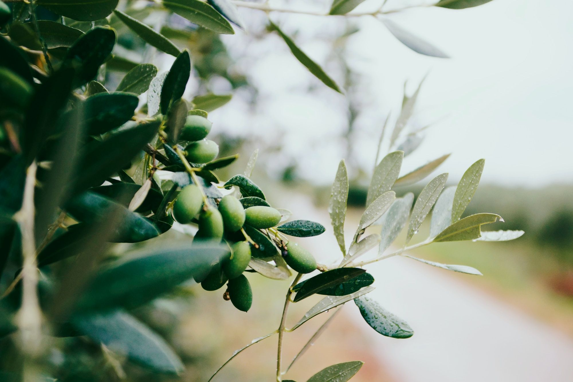 Olive trees