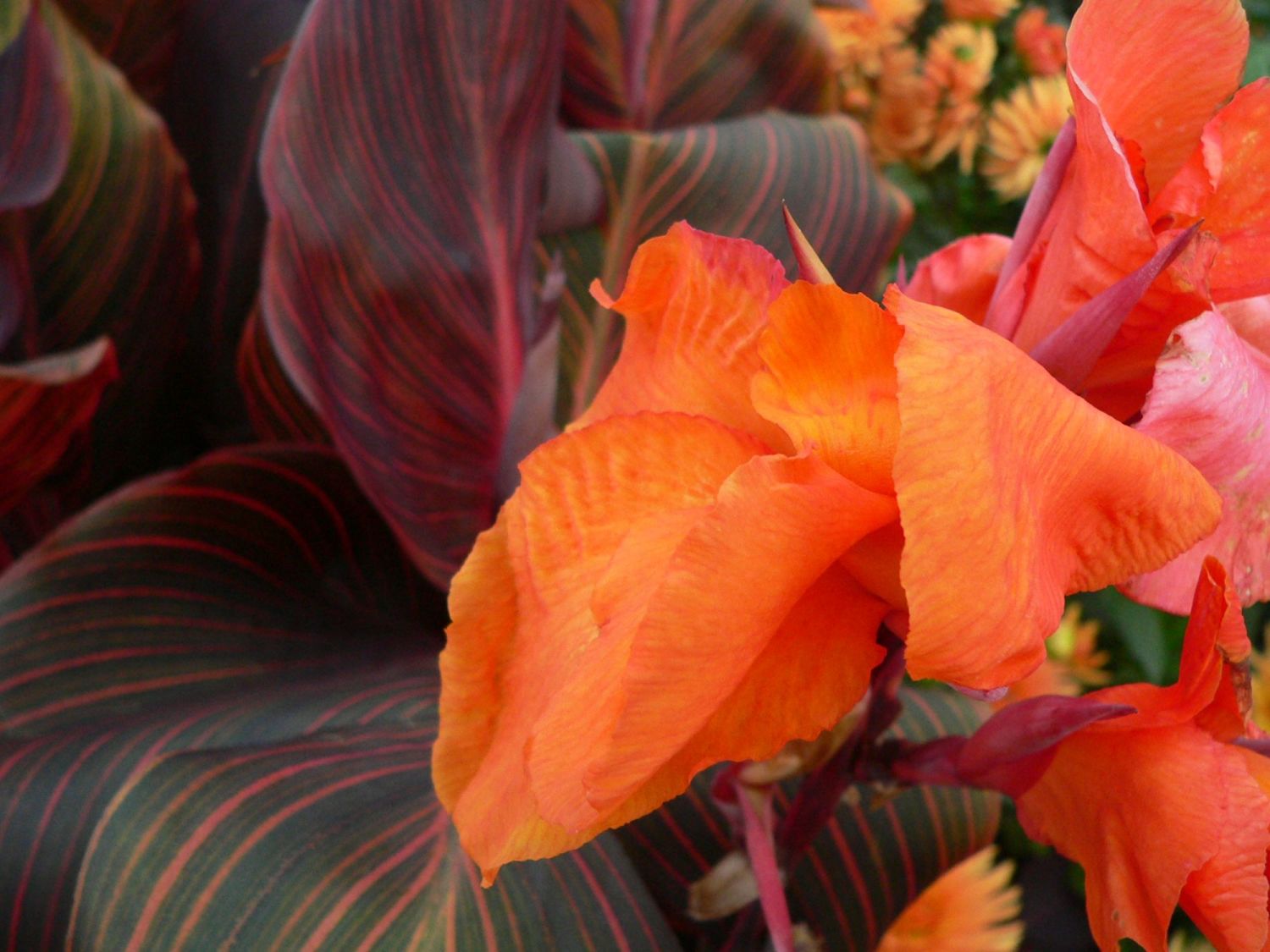 Canna Durban