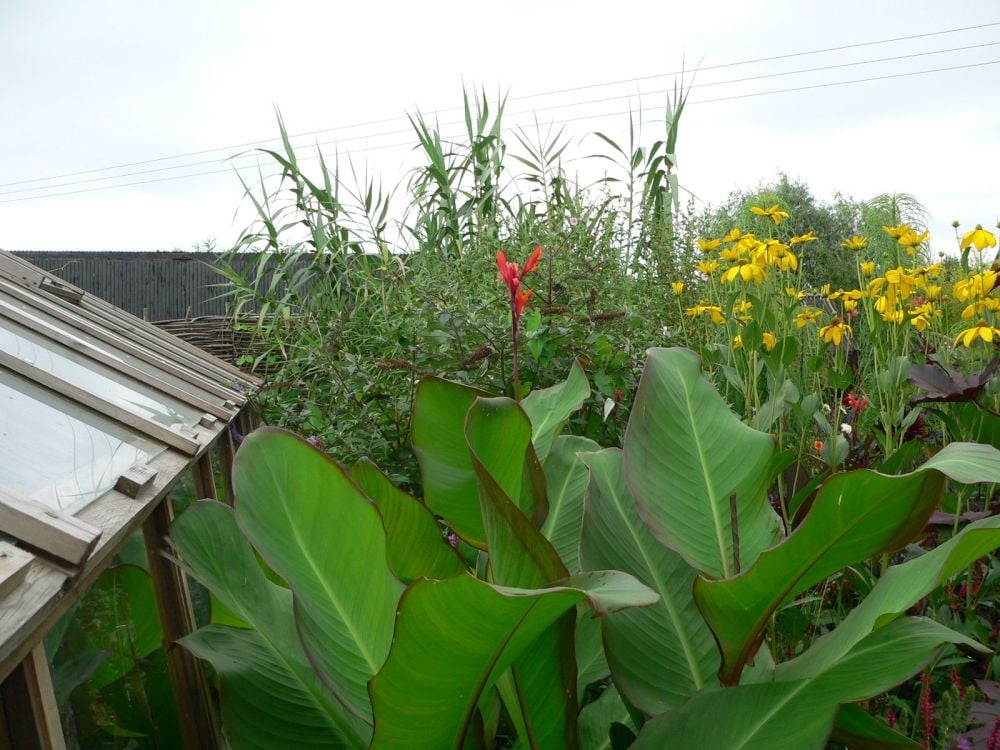 Canna musifolia grande in flower