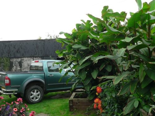 Canna musifolia grande