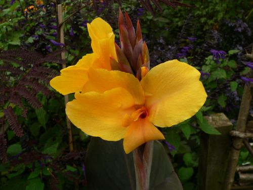 Canna Golden Orb