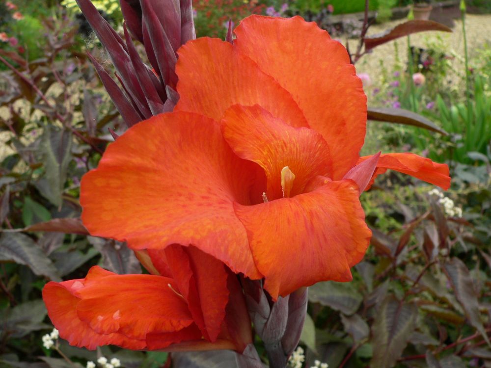 Canna General Eisenhower