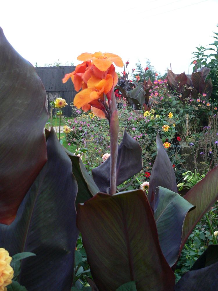 Canna Wyoming foliage