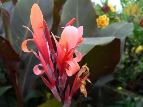 Canna Russian Red