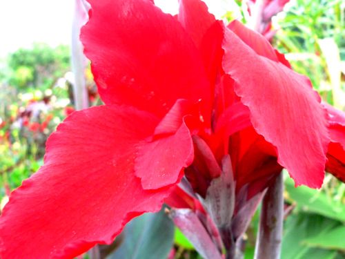 Canna Black Knight