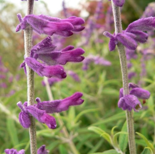 Salvia leucantha 'Purple Velvet'