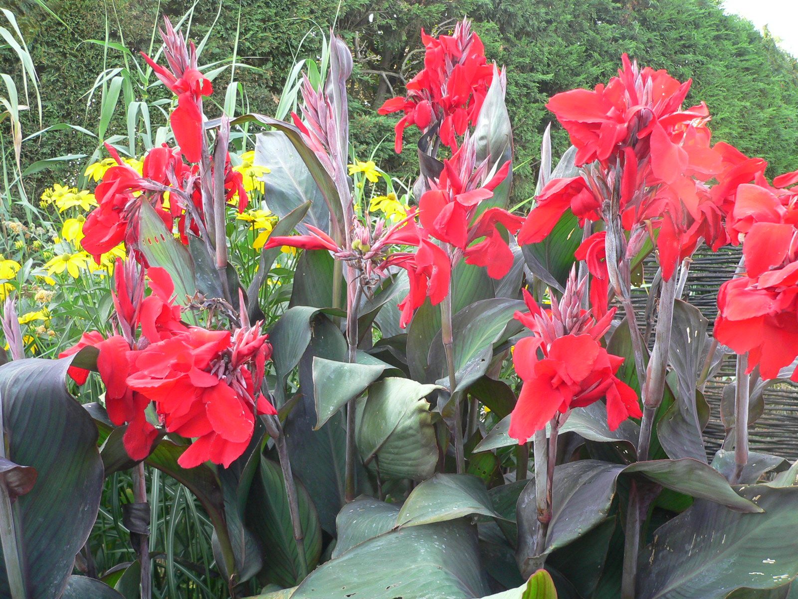 Canna Black Knight