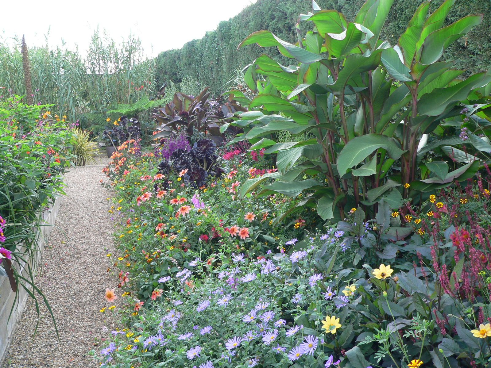 Canna musifolia grande