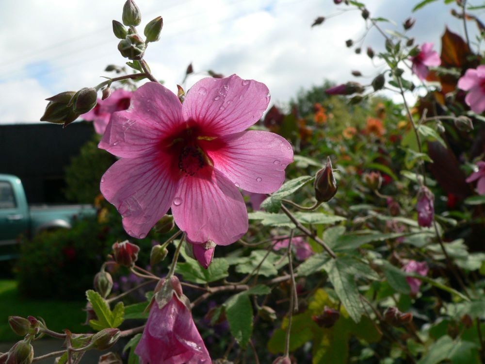 Anisodontea El Rayo