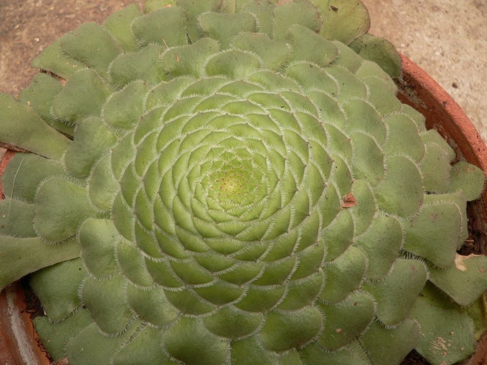 aeonium mardi gras vs medusa