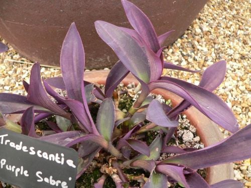 Tradescantia Purple Sabre