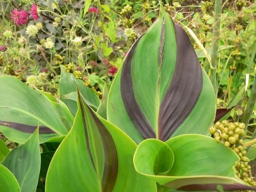 Canna Cleopatra