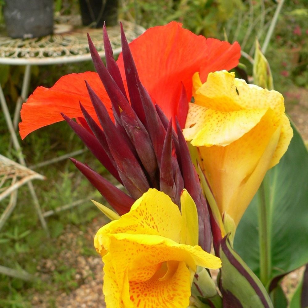 Canna Cleopatra (2)