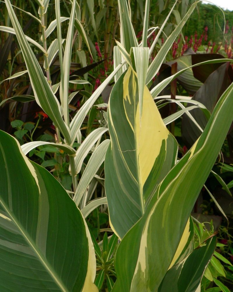 Canna Stuttgart (2)