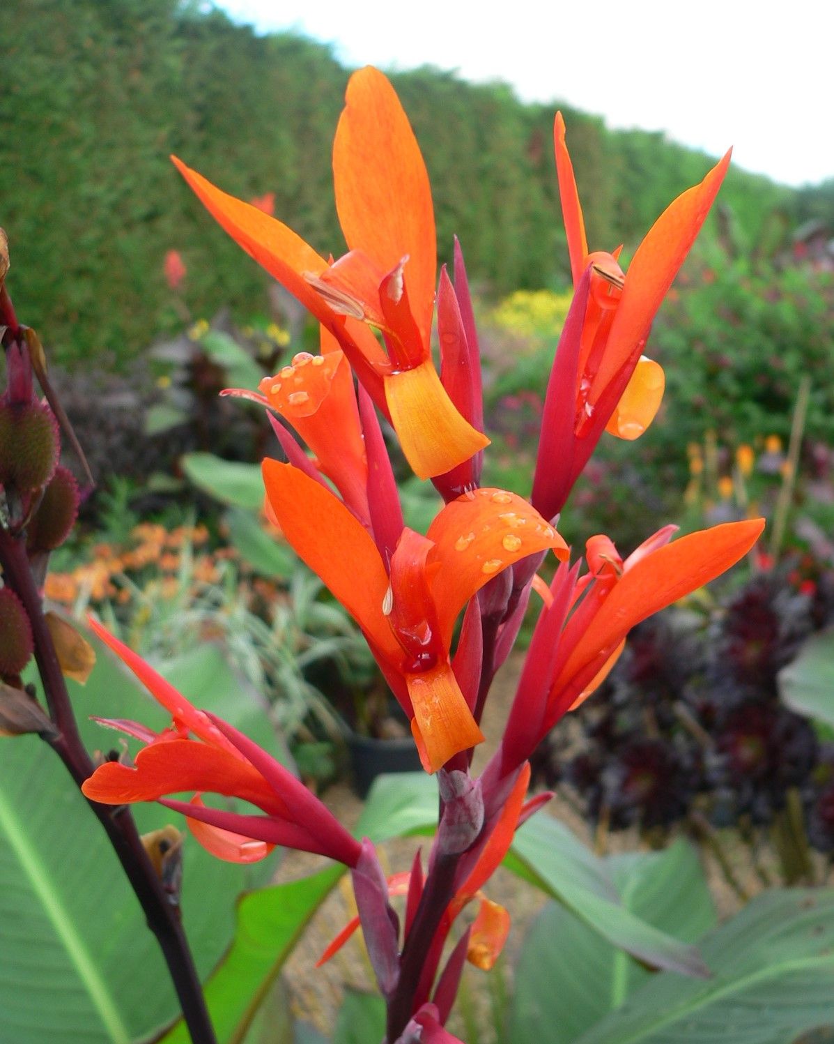 Canna musifolia grande