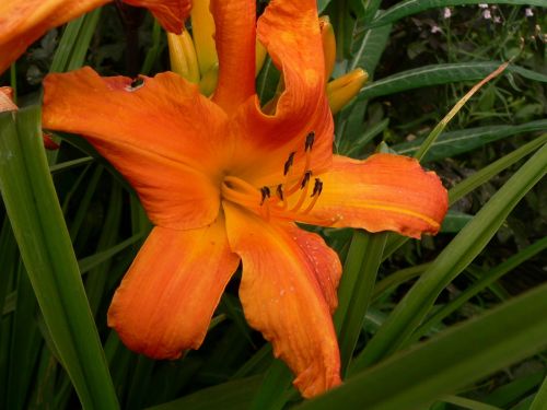 Hemerocallis Primal Scream