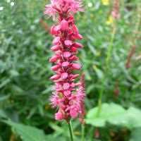 Persicaria amplexicaulis 'Firetail'