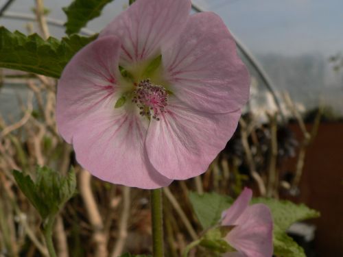 Sphaeralcea Hyde Hall