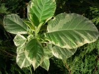 Brugmansia variegated