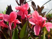 Canna Shenandoah
