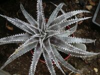 Dyckia South Bay