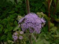 Ageratum petiolatum