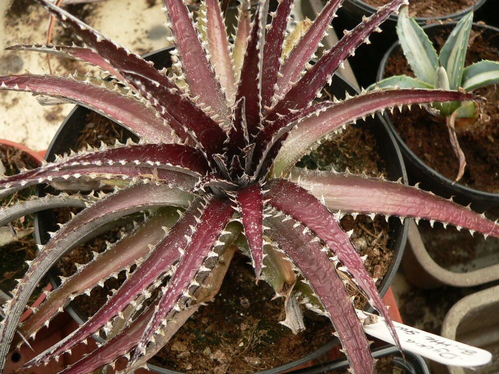 Dyckia Brittle Star