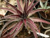 Dyckia Brittle Star