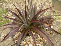 Dyckia Burgundy Ice