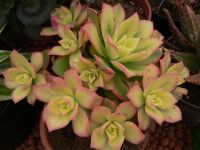 Aeonium Kiwi