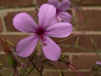 Geranium palmatum