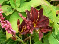 Hemerocallis American Revolution