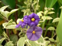 Lycianthes rantonnetii variegata
