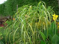 Miscanthus giganteus Gilt Edge