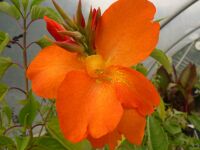 Canna Orange Punch