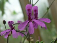 Pelargonium reniforme