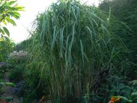 Miscanthus giganteus