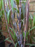 Saccharum officinarum. Purple Sugar Cane