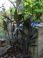 Canna Herman