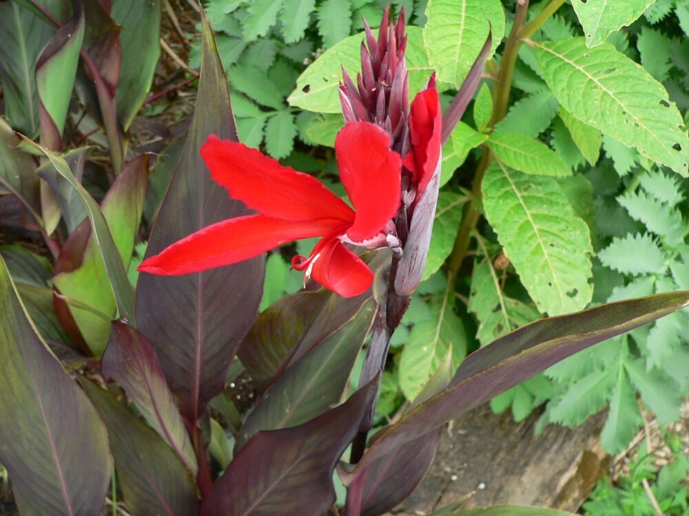Canna Herman