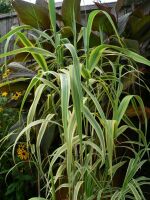 Arundo donax Golden Chain