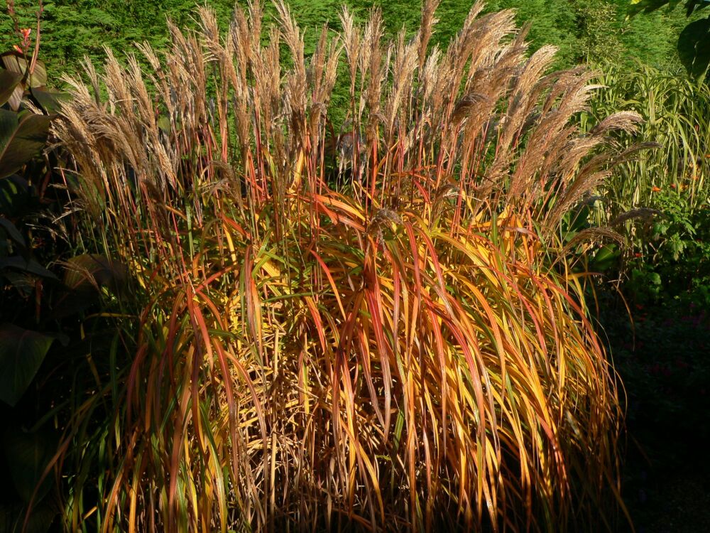 Miscanthus malepartus mid october