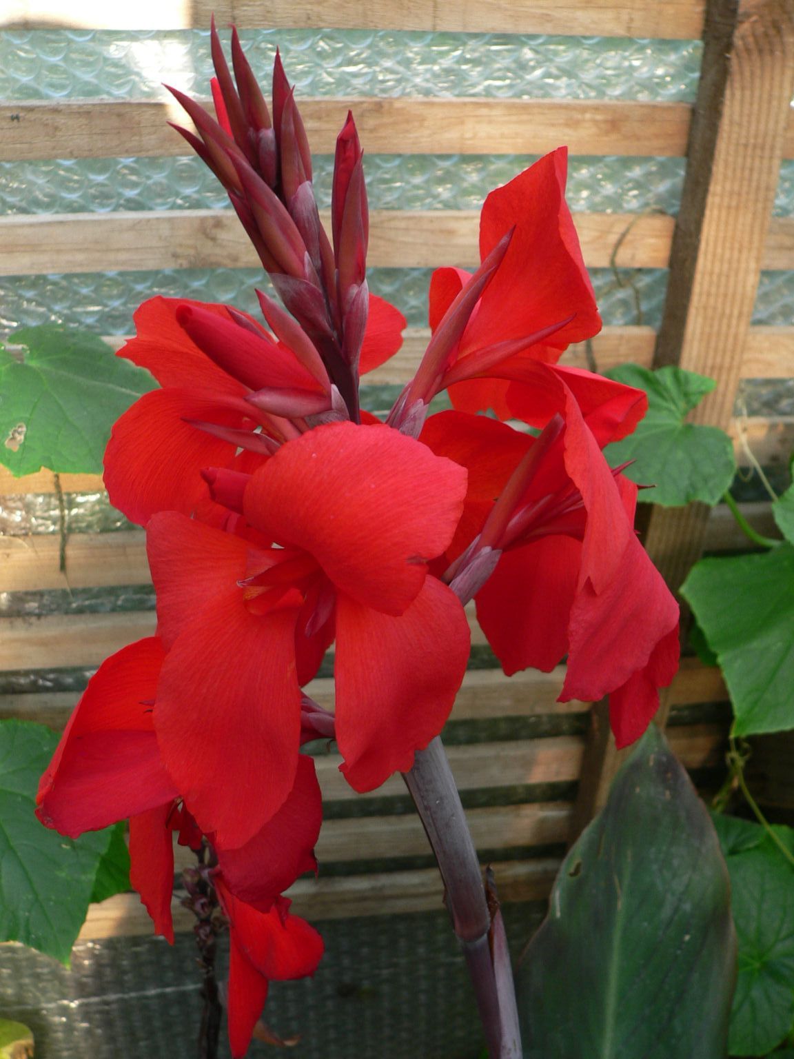 Canna Feu Magique canna-feu-magique