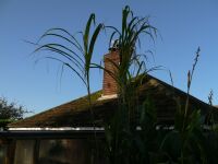 Miscanthus lutarioriparius (Triarrhena lutarioriparia)