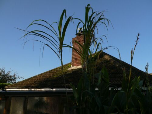 Miscanthus lutarioriparius (Triarrhena lutarioriparia)