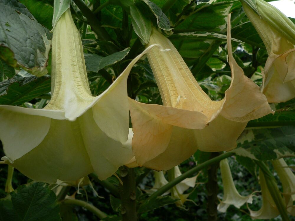 Brugmansia maja